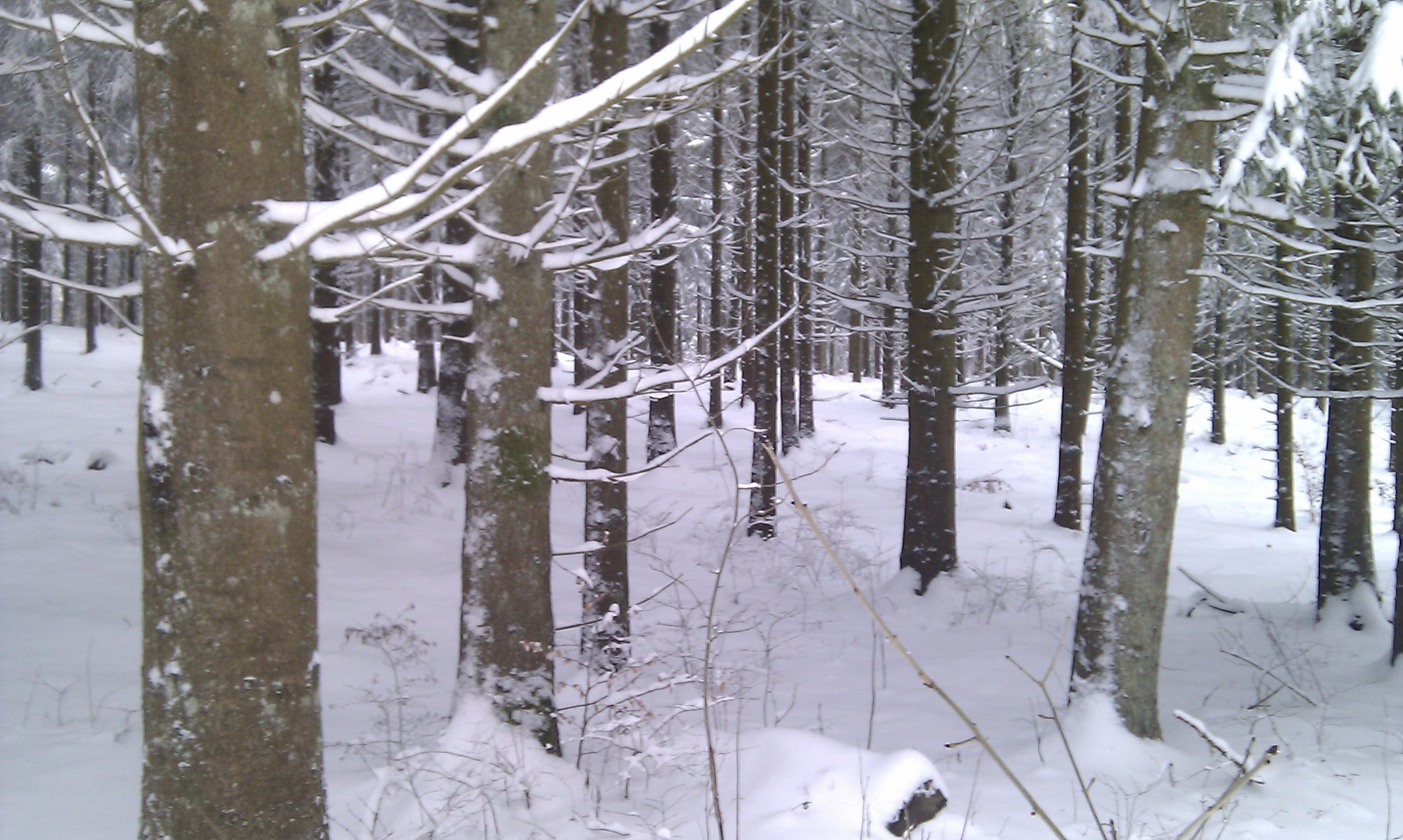 foret