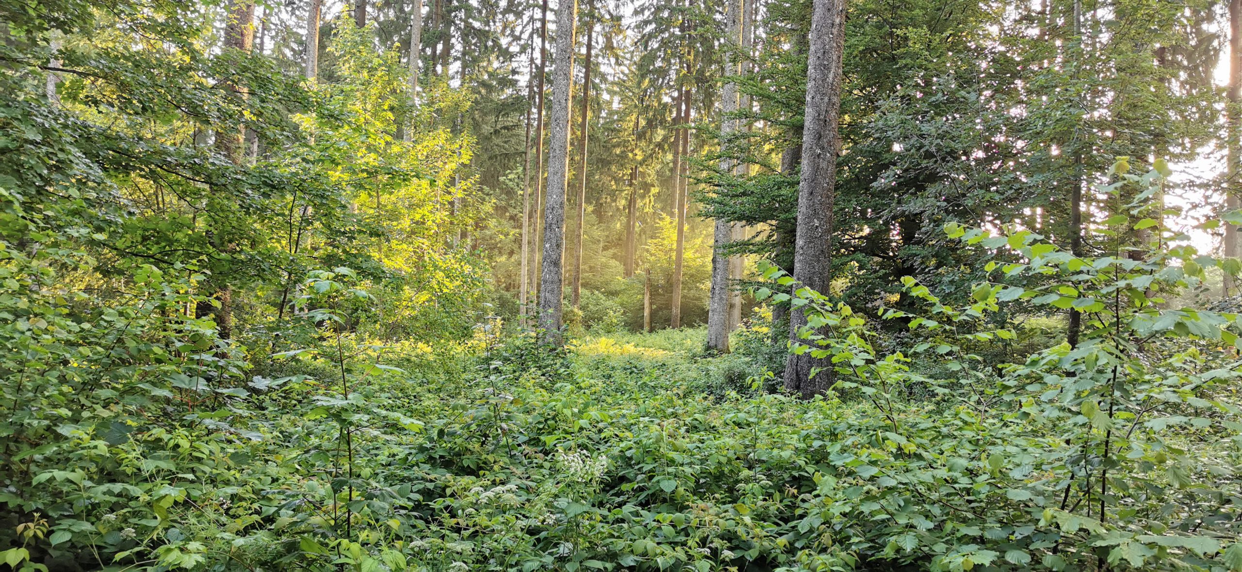 foret